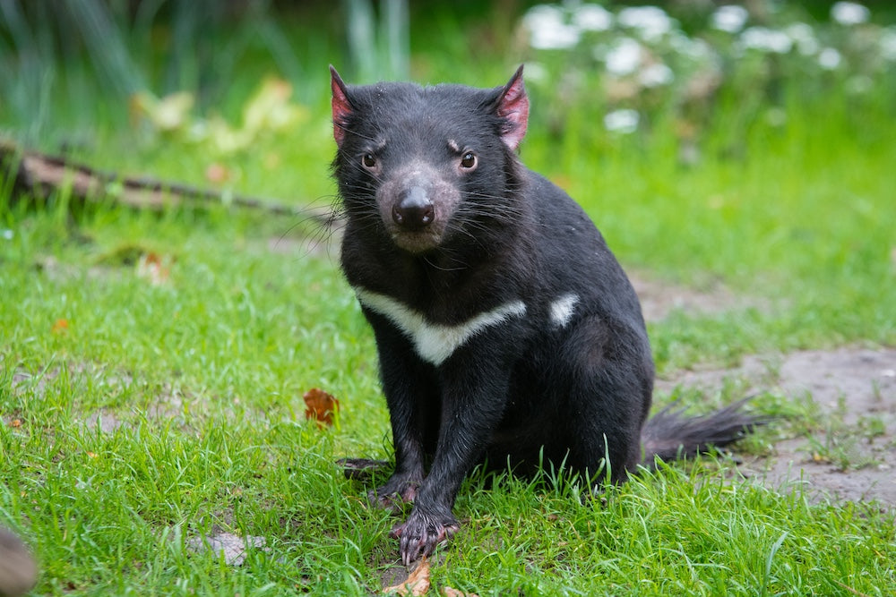 動物病院の屋上に豹がいた!? 獣医師の死と豹の秘密